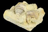 Two Ordovician Gastropod (Clathrospira) Fossils - Wisconsin #174400-1